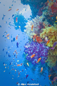 Coral Reef on the third day of our late September, 2010 v... by Allan Vandeford 